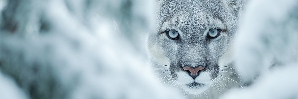 Zima, Oczy, Głowa, Grafika AI, Niebieskie, Puma