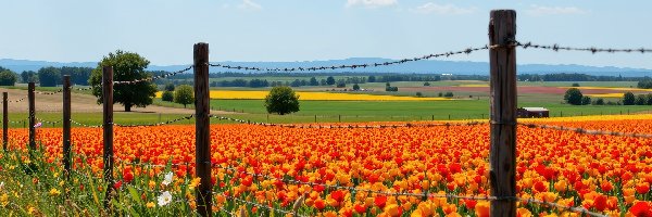 Ogrodzenie, Pole, Tulipany