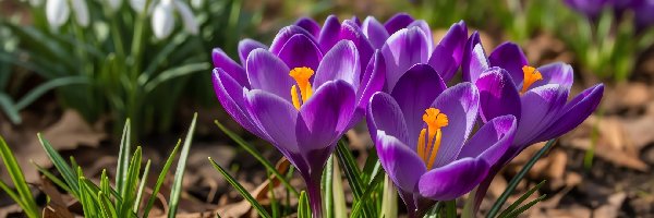 Krokusy, Przebiśniegi, Białe, Fioletowe