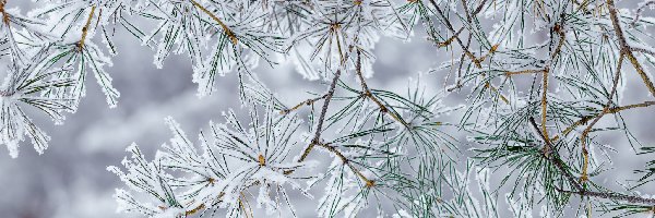 Sosny, Gałązki, Ośnieżone