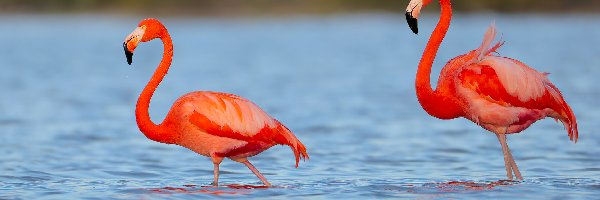 Jezioro, Flamingi, Dwa