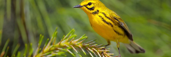 Żółty, Lasówka czarnowąsa, Ptak, Iglasta, Gałązka