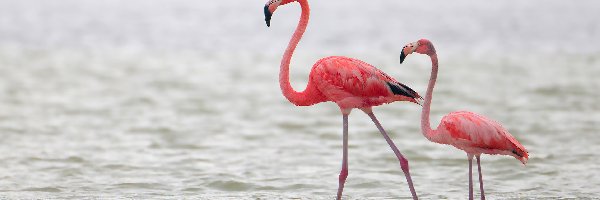 Woda, Flamingi karmazynowe, Dwa