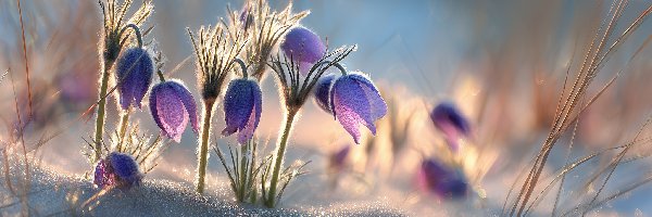 Fioletowe, Kwiaty, Sasanki, Grafika AI, Śnieg