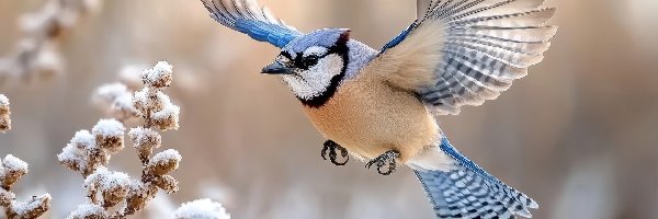 Ośnieżona, Rozpostarte, Skrzydła, Roślina, Lot, Modrosójka