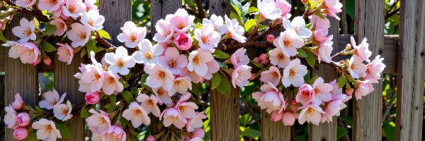 Kwiaty, Drzewo owocowe, Gałąź, Grafika AI, Płot