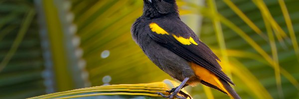 Ptak, Liść, Kacyk meksykański, Czarno-żółty