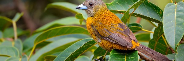 Ptak, Samica, Tanager szkarłatny, Gałązki, Liściaste