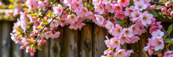 Grafika AI, Gałązki, Drzewo owocowe, Kwiaty, Różowe, Płot, Drewniany