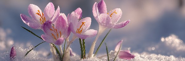 Krokusy, Grafika AI, Śnieg, Różowe