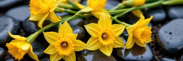 Kamienie, Narcyzy żonkile, Kwiaty