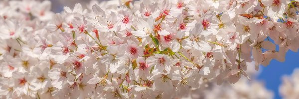 Kwiaty, Gałązka, Drzewo owocowe, Jasnoróżowe