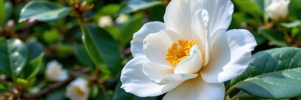 Kwiat, Zbliżenie, Kamelia, Biały