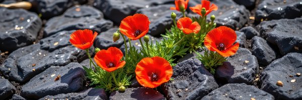 Maki, Kamienie, Czarne, Czerwone