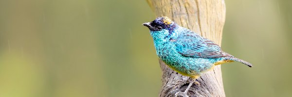 Tangarka błękitna, Kolorowy, Tanager, Gałąź, Ptak