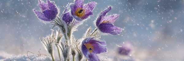 Sasanki, Grafika AI, Śnieg, Fioletowe