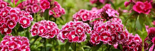 Goździki brodate, Biało-różowe, Kwitnące