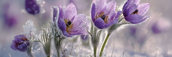 Fioletowe, Kępka, Sasanki, Grafika AI, Śnieg