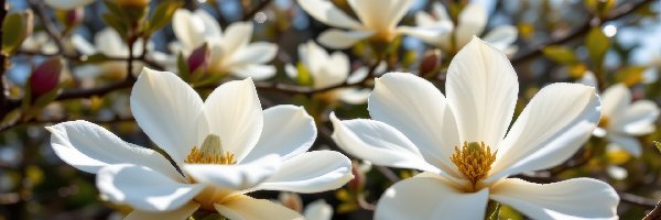 Gałązki, Kwiaty, Magnolia, AI, Białe, Krzew