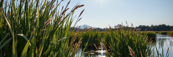 Trawa, Jezioro, Słoneczny blask, Trzciny