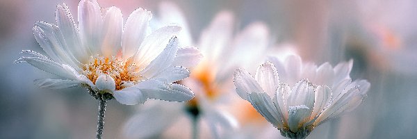 Grafika AI, Kwiaty, Margerytki