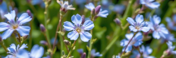 Kwiaty, Drobne, Niebieskie