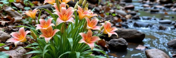 Lilie, Kamienie, Strumyk, Pomarańczowe