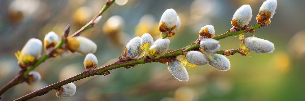 Gałązki, Wierzba, Grafika AI, Bazie