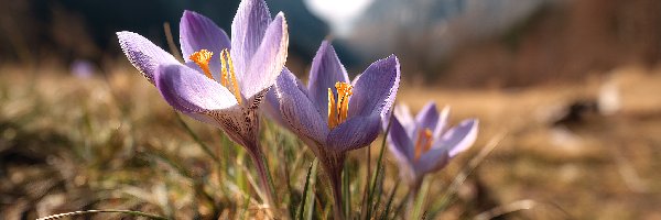 Dwa, Krokusy, Fioletowe, Grafika AI, Kwiaty