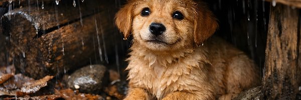 Szczeniak, Deszcz, Deski, Pies