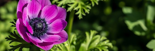 Zawilec, Kwiat, Purpurowy, Anemon