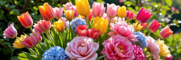 Hortensje, Kwiaty, Tulipany, Piwonie, Kolorowe, Bukiet