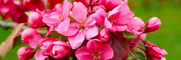 Drzewo owocowe, Kwiaty, Ciemnoróżowe