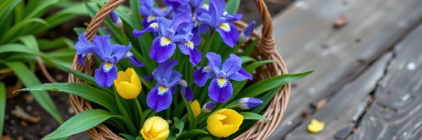 Ławka, Tulipany, Stara, Koszyk, Irysy, Kwiaty