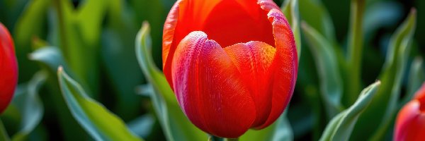 Tulipan, Kwiat, Czerwony, Zbliżenie, Listki