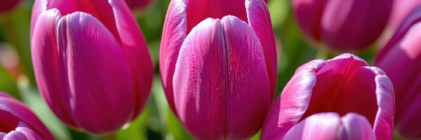 Tulipany, Zbliżenie, Kwiaty, Ciemnoróżowe