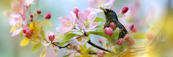 AI, Różowe, Kwiaty, Szpak, Ptak, Grafika, Drzewo owocowe