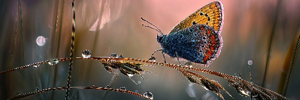 Motyl, Krople, Źdźbła, Grafika AI, Trawa