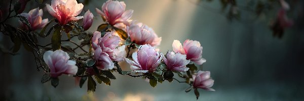 Magnolia, Kwiaty, Różowe, Grafika AI, Krzew