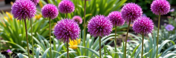 Fioletowe, Kwiaty, Kuliste, Liście, Zielone