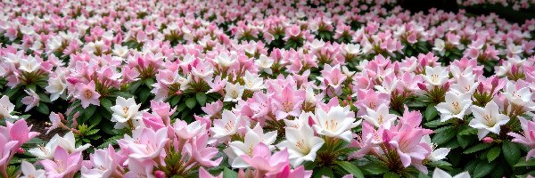 Jasnoróżowe, Park, Białe, Kwiaty