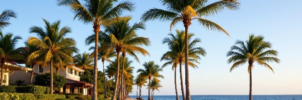 Plaża, Morze, Dom, Palmy