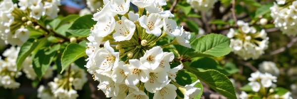 Drzewo owocowe, Kwiaty, Białe, Listki, Gałązki