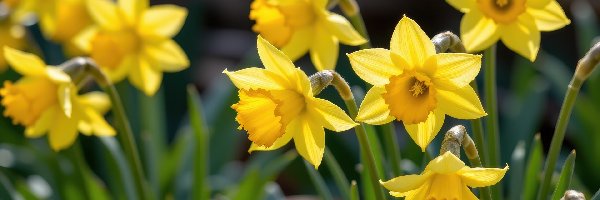 Kwiaty, Zbliżenie, Narcyzy żonkile, Żółte