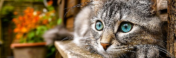 Ławka, Grafika, Drewniana, Kot