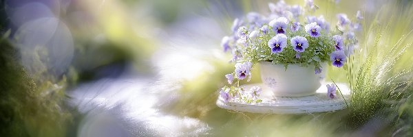 Grafika AI, Fioletowe, Biała, Kwiaty, Bratki, Trawa, Donica