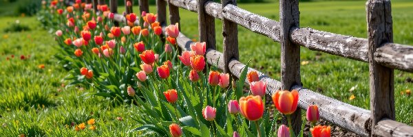 Czerwone, Kwiaty, Tulipany, Ogrodzenie, Trawa