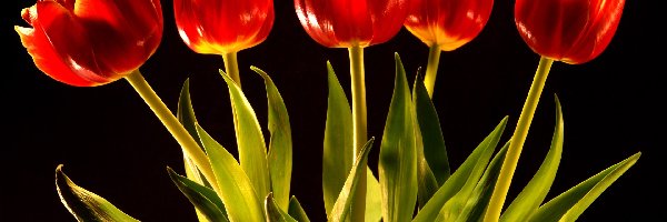 Tulipanów, Czerwonych, Pięć