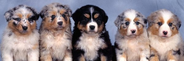 Berneński Pies Pasterski, Owczarki australijskie-australian shepherd, Cztery, Szczeniaki