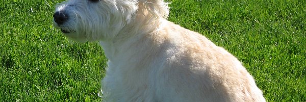 trawa, soczysta, Dandie Dinmont Terrier